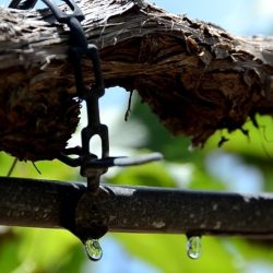 Atenção com os sistemas de irrigação das videiras na primavera