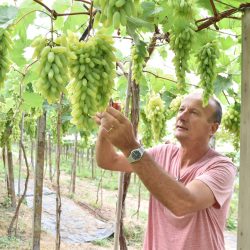 Produção orgânica de uvas de família de agricultores de Faria Lemos agrada a turistas