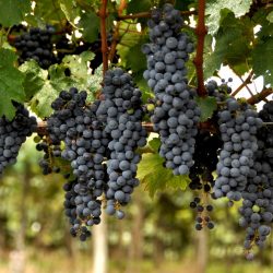 Subsídio para plantio de uvas e aumento de horas máquinas são aprovados