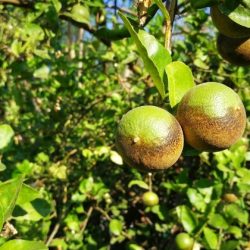 Cítricos: como evitar as doenças em árvores frutíferas