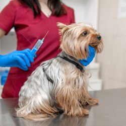 Vacina de cachorro: quando e por que imunizar o seu amigo