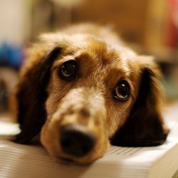 Cachorro carente: como lidar e prevenir