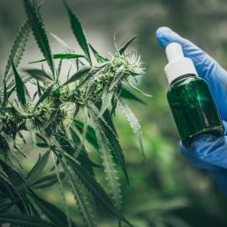 Importação de medicamentos à base de cannabis dispara