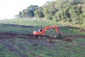 Produção de uva: primeira propriedade inicia projeto de espaldeiras