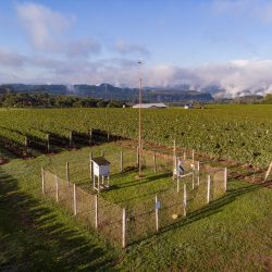 Vitis Aurora apresentará inovações e tecnologias aplicadas no cultivo da uva