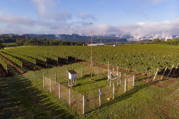 Vitis Aurora apresentará inovações e tecnologias aplicadas no cultivo da uva