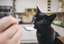 Alimentos humanos que um gato pode comer