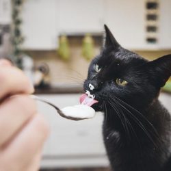 Alimentos humanos que um gato pode comer