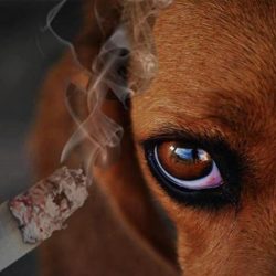Risco de doenças para animais que convivem com fumantes