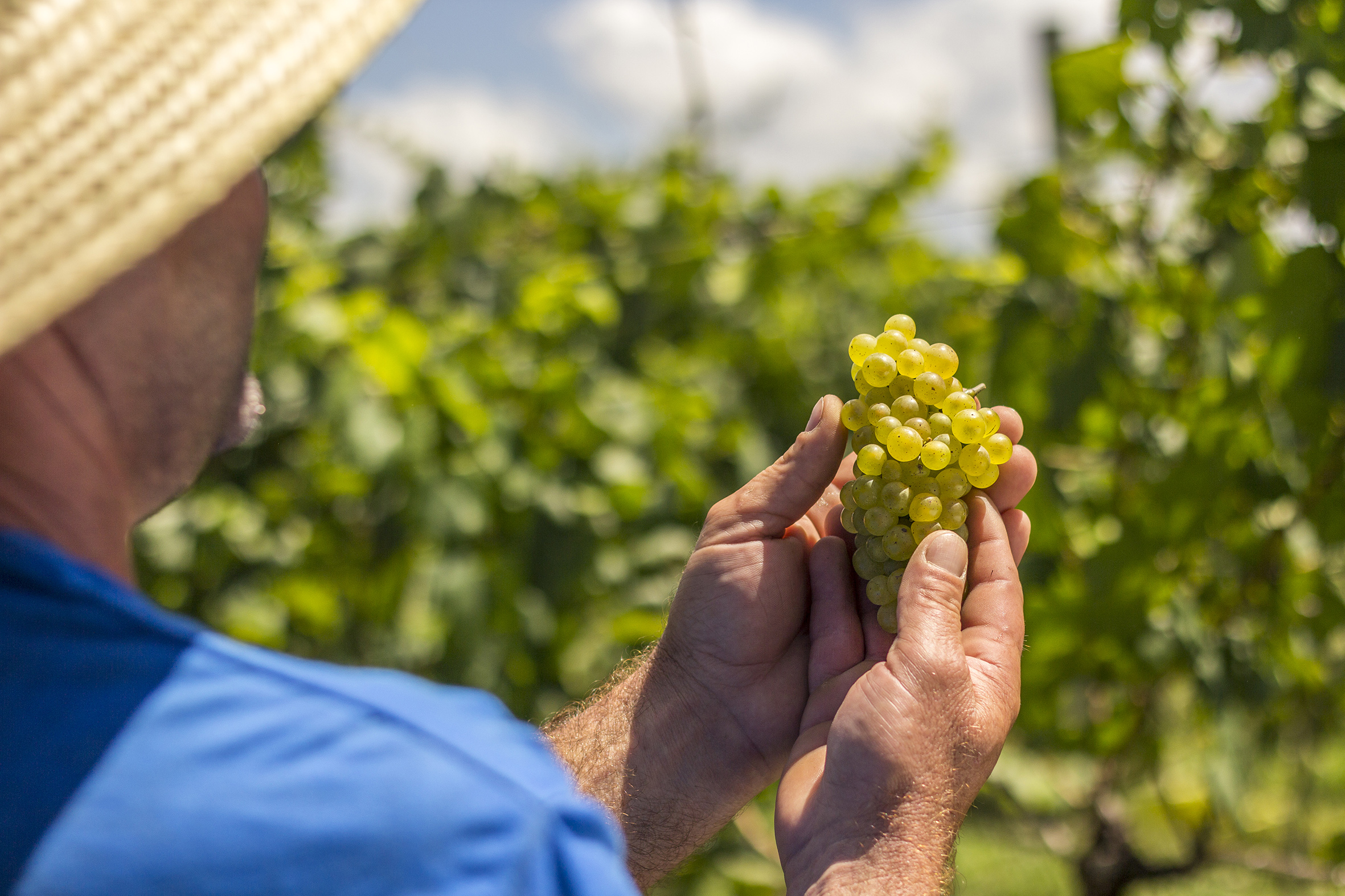 Chardonnay-Vinicola-Aurora-Credito-Dandy-Marchetti