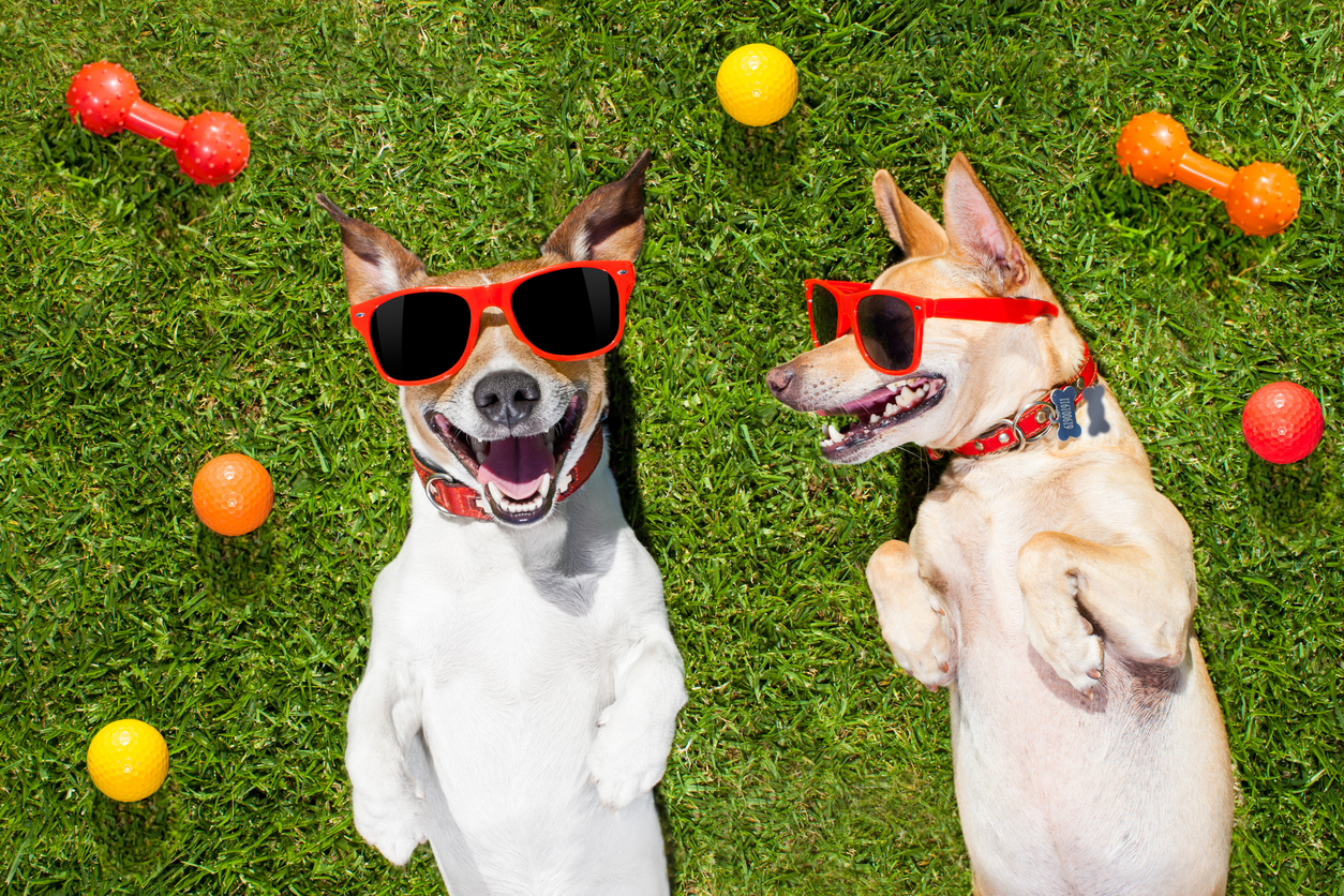 couple of dogs funny  and laughing on grass or meadow in park  with  pet toys all over  ,  on summer vacation holidays