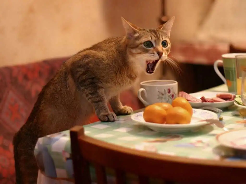 gato_almocando_5e021248b4d4b3005151ee85137a7d30_gato_almocando-2