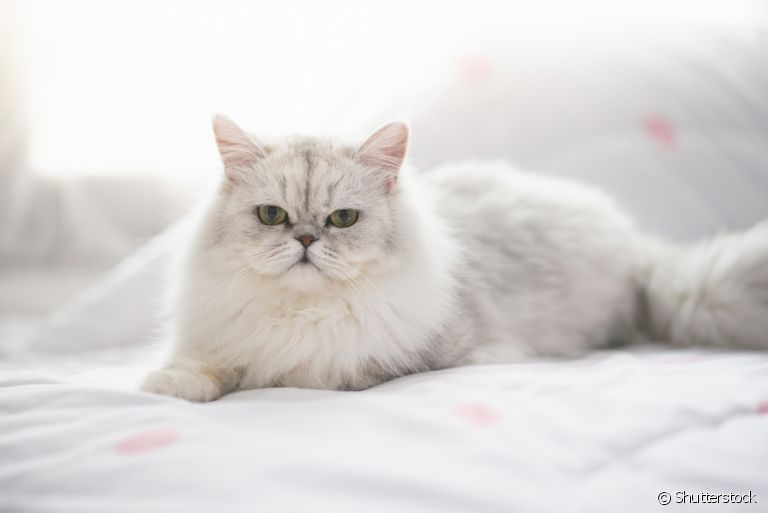 20280-o-gato-persa-e-um-animal-docil-afetuoso-articles_media_mobile-2