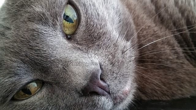 pupila-olho-gato