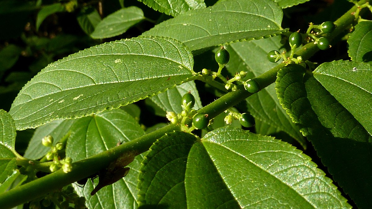 1200px-Trema_micrantha_(L.)_Blume_-_Flickr_-_Alex_Popovkin,_Bahia,_Brazil_(2)