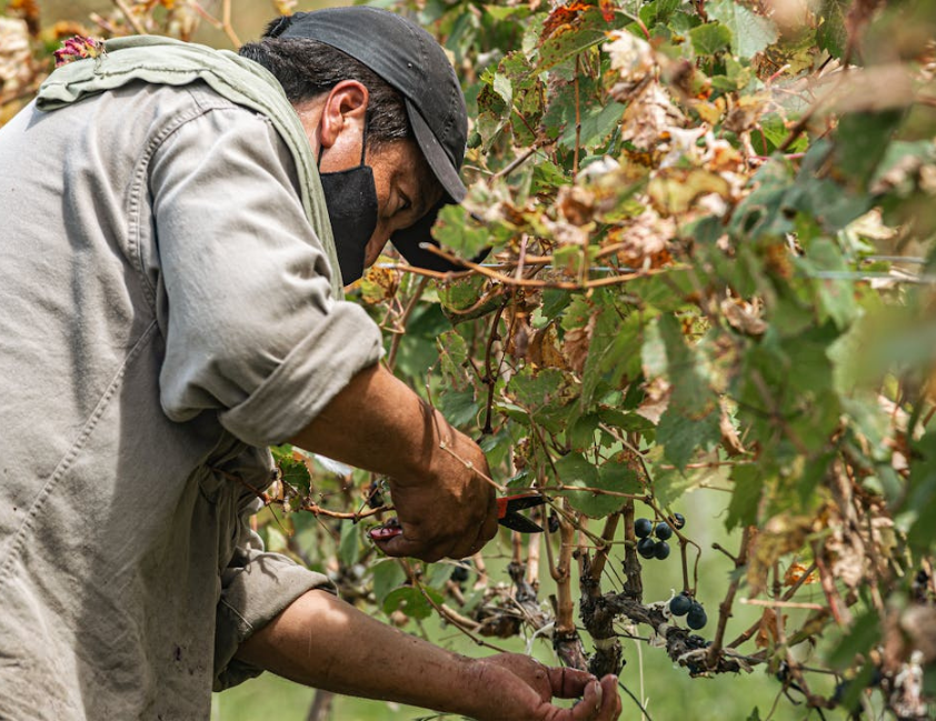 Vinhedos da Embrapa Uva e Vinho durante Dia de Campo em Bento Gonçalves