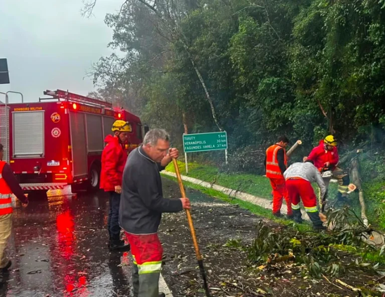 BR-470 tem trânsito normalizado após remoção de árvore em Bento