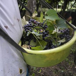 A pesar de estar dentro da média, chuvas diárias podem prejudicar a qualidade da uva