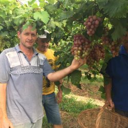 Rendimento de cultivo protegido para uvas de mesa  estimula agricultor a ampliar área de plantio