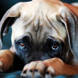 Os cães podem manipular seus donos, segundo pesquisa