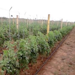 Sistema sustentável de produção de tomate aumenta renda de produtores