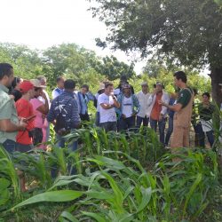 Conheça sistemas agroflorestais: produção e sustentabilidade