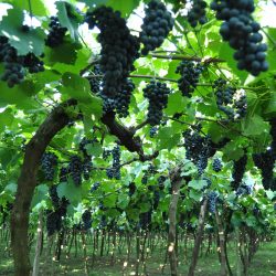Safra de uva deve contabilizar  700 mil  toneladas colhidas no Estado