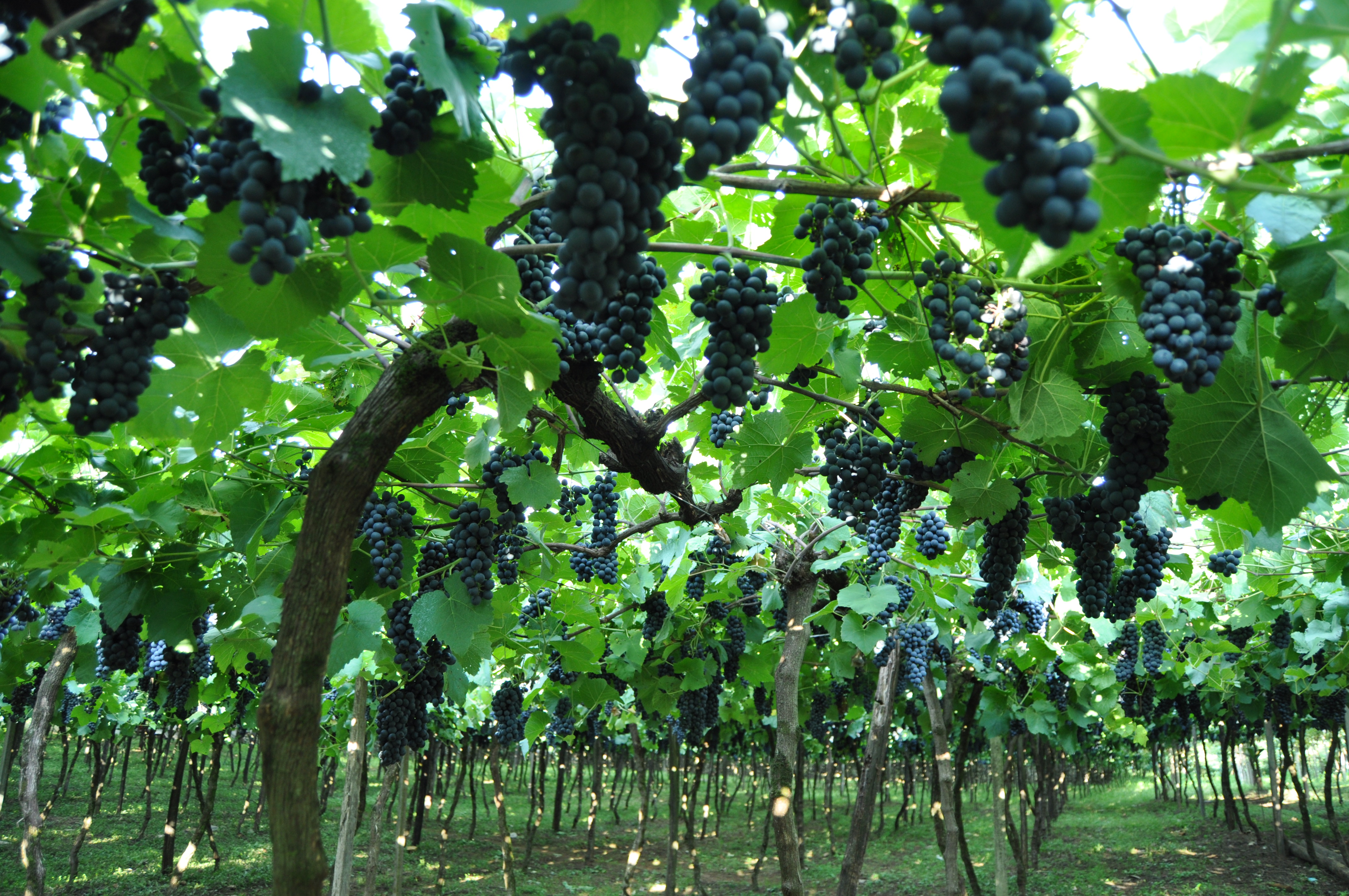 Safra de uva deve contabilizar 700 mil toneladas colhidas no Estado - Gazeta