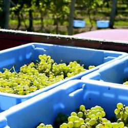 Safra da uva 2017 tem produção superior a 700 milhões de quilos