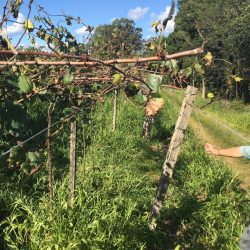 Embrapa prepara dia de campo pós colheita e renovação de vinhedos
