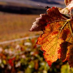 Embrapa uva e vinho apresenta dados da produção de uvas no Estado