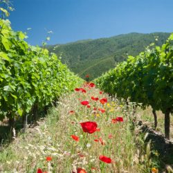 Vinhos biodinâmicos ganham espaço no mercado