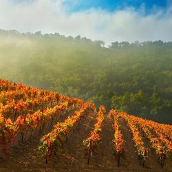 Dia de campo pós colheita e renovação de vinhedos