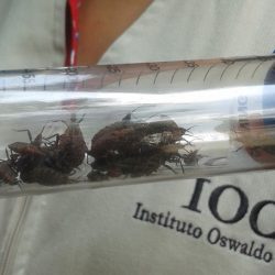 Estudo conclui que doença de Chagas aumenta risco de morte mesmo em fase assintomática