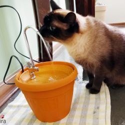 Soluções para gatos que bebem pouca água