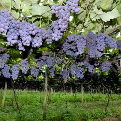 Áreas de plantação de uva quase dobram  de tamanho em 20 anos no RS