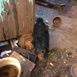 ONGs denunciam maus tratos de animais no bairro Progresso