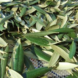 A folha da oliveira em uso medicinal