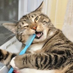 Escovação dentária para saúde do seu animal