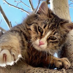 Curiosidades felinas: conhecendo melhor o seu gato