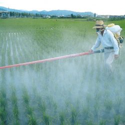 Relatório da ONU relata que pesticidas não são essenciais para alimentar humanidade