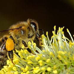 Estudos indicam que agrotóxico diminui a população de abelhas