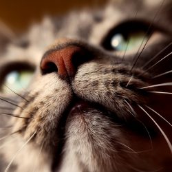 Bigode de gato: um poderoso e importante sensor