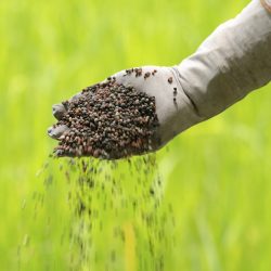 Mercado de fertilizantes deve atingir US$ 54,32 bilhões até 2022