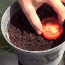 Cultive seu próprio tomate de forma simples