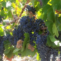 Feira vai debater técnicas da viticultura