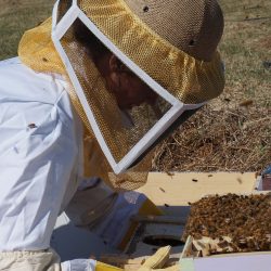 Como iniciar uma criação de abelhas