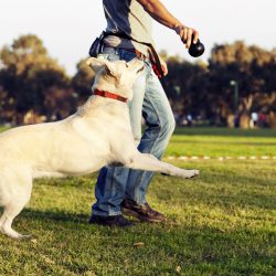 A importância das brincadeiras  para a saúde do seu cão