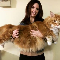‘Maior gato do mundo’ espera por recorde mundial