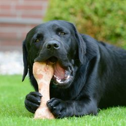 Os mitos e as verdades sobre ossos para cães